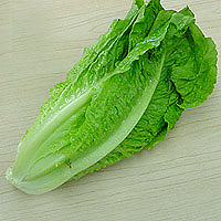 romaine_lettuce.jpg